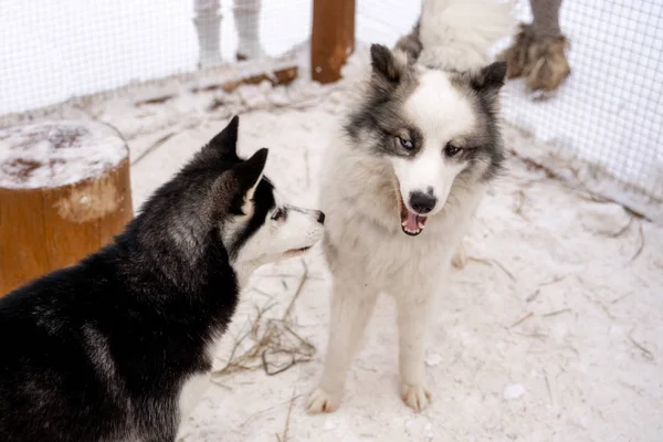 İki Sibirya Husky köpek etrafına bakıyor. Siyah ve beyaz ceket renk Husky köpekleri var. Karlı beyaz arka plan