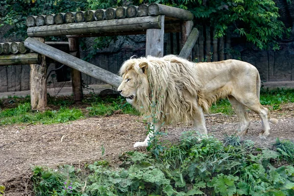 Un gros lion mâle blanc pur sur cette photo prise en safari en Afrique . — Photo