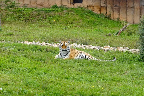 The tiger imposingly lies on emerald grass and rests, Beautiful powerful big tiger cat on the background of summer green grass and stones. — Stock Photo, Image