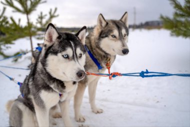 İki Sibirya Husky köpeği etrafa bakıyor. Husky köpekleri siyah ve beyaz ceket rengine sahiptir. Karlı beyaz arka plan. Kapatın. Gün batımı.