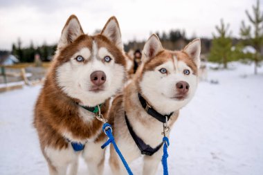 İki Sibirya Husky köpeği etrafa bakıyor. Husky köpekleri siyah ve beyaz ceket rengine sahiptir. Karlı beyaz arka plan. Kapatın. Gün batımı.