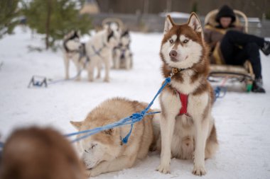 Mavi gökyüzüne karşı iki Sibirya köpek resmi. Husky köpekleri karda oturur..
