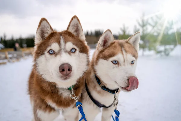 Parti Del Volto Cane Siberiano Muso Felice Husky Siberiano Vicino — Foto Stock