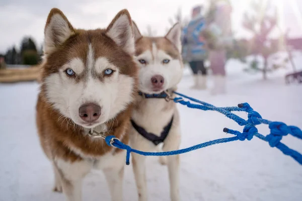 Due Cani Siberiani Husky Guardano Intorno Cani Robusti Hanno Colore — Foto Stock