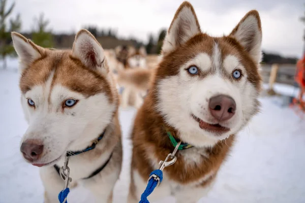 Ritratto Invernale Due Cani Husky Siberiani Contro Cielo Blu Husky — Foto Stock