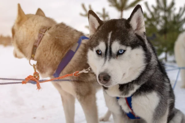 Ritratto Invernale Due Cani Husky Siberiani Contro Cielo Blu Husky — Foto Stock