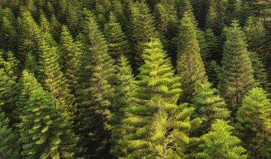 ağaç en fazla doku