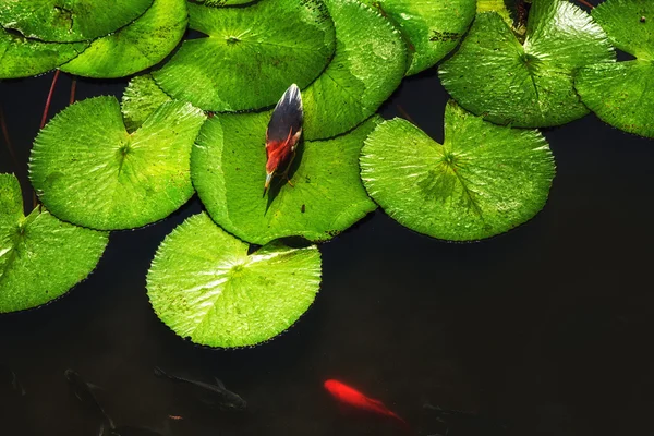 Javan Pond Heron Walking Hunting Lilypads Bright Sunny Day — Stock Photo, Image