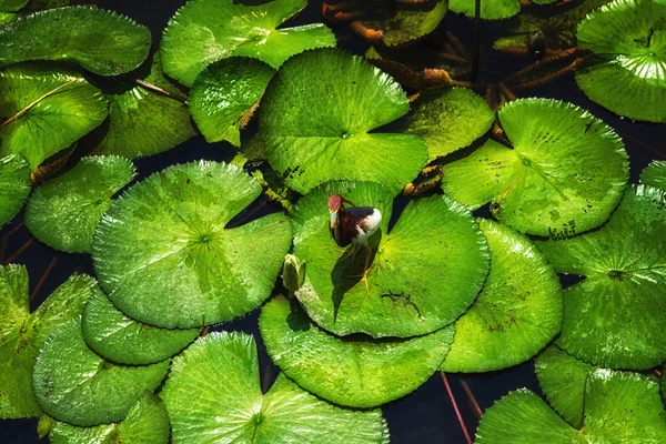 Héron Javan Pond Marche Chassant Sur Des Lilypads Par Une — Photo