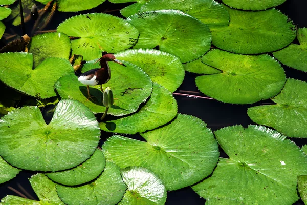 Héron Javan Pond Marche Chassant Sur Des Lilypads Par Une — Photo