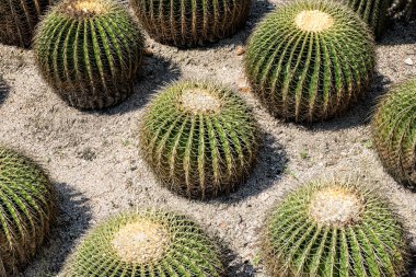 Altın Top kaktüs / Echinocactus grusonii