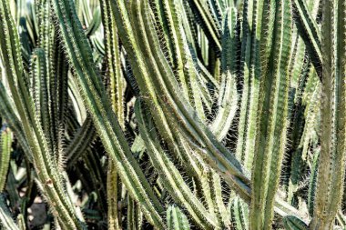 Bir kaktüs arka plan