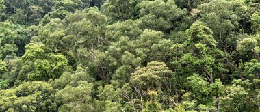 Orman arka plan/doku yukarıdan, görüldüğü gibi ağaç gölgelik çeşitliliği