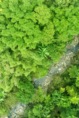 Küçük bir akarsu ile Jungle arka plan