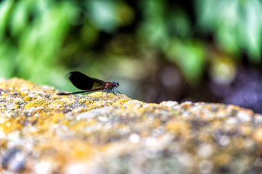 Shifen şelale, Tayvan, içinde kızböcekleri.