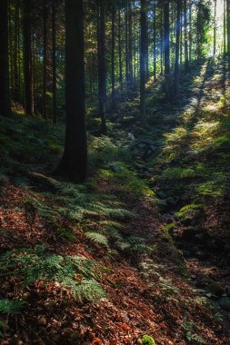 Gizemli karanlık sonbahar orman manzarası güneş ışınları ile