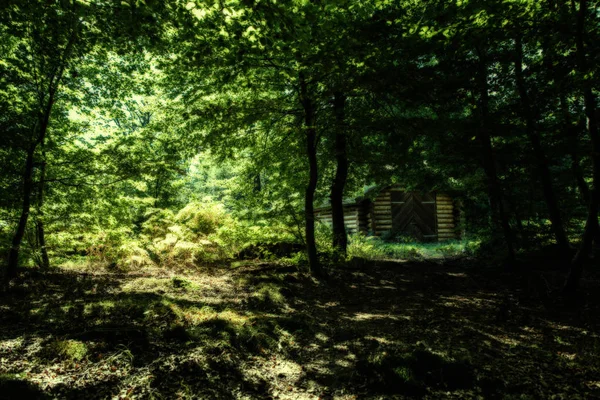 Dunkler Waldweg — Stockfoto