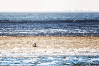 Kumsal mühürler ile