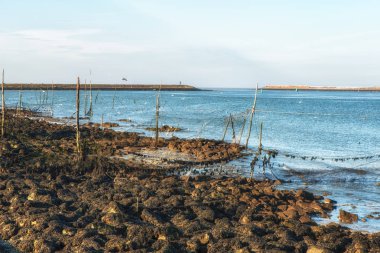 Balık ağlarına ve direkleri.