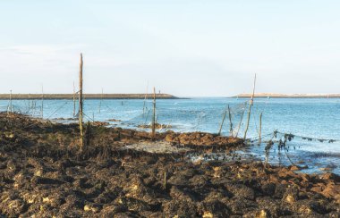 Balık ağlarına ve direkleri.