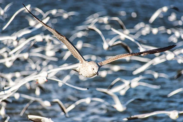 Ein Möwenrausch — Stockfoto