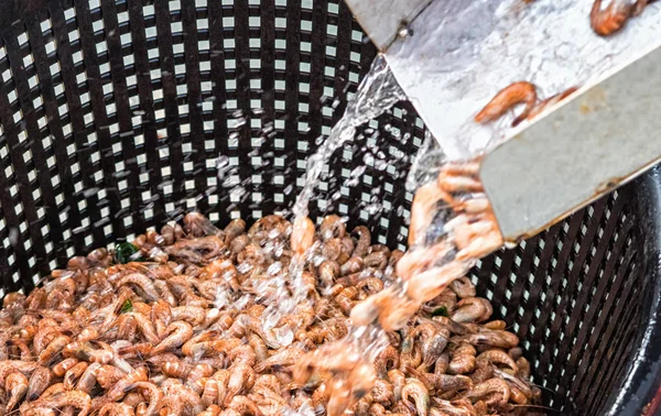 Färska räkor bara efter kokning ombord på en shrimping båt — Stockfoto