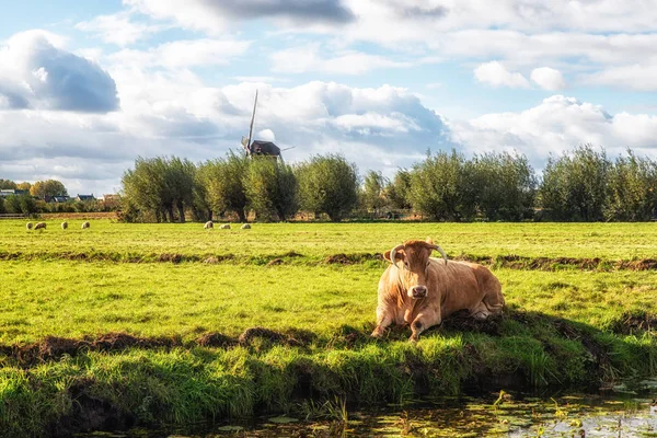 Vaca e moinho de vento — Fotografia de Stock
