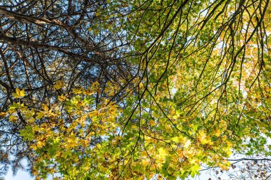 Sonbahar doğa arkaplanı