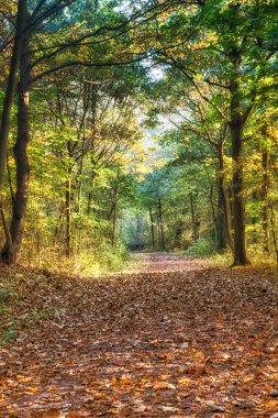 Gizemli sonbahar orman manzara