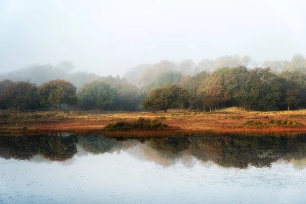 Reflexões da floresta de outono — Fotografia de Stock