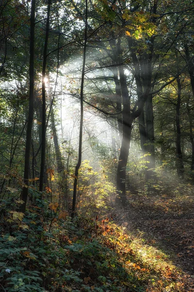 Sunrays rano lasu — Zdjęcie stockowe