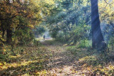 dağ bisikleti ormanda