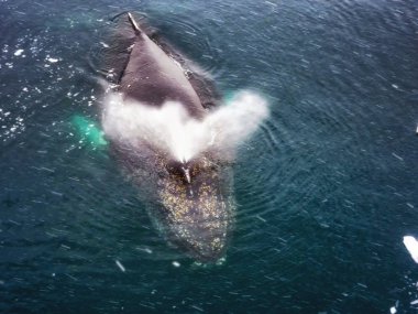 Kambur balina Antarktika'daki üstten görünüm