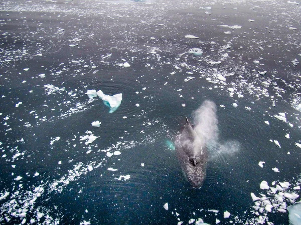 Κάτοψη Του Humpback Φάλαινα Στην Ανταρκτική — Φωτογραφία Αρχείου
