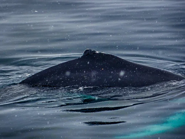 驼背鲸的特写镜头后面与雪 — 图库照片