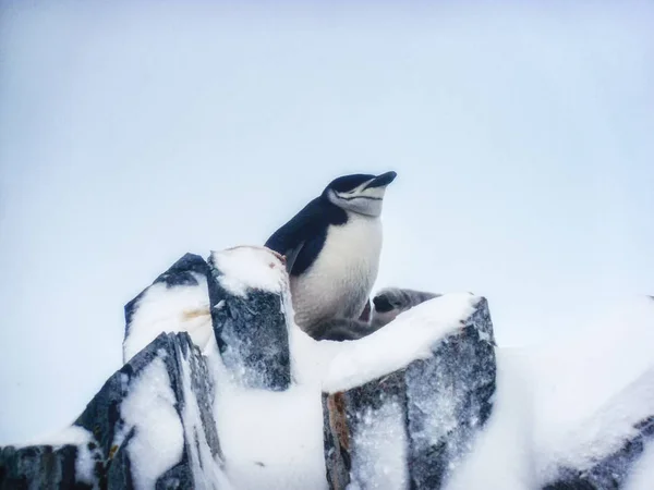 Kinnriemen Pinguin Mit Zwei Jungen — Stockfoto