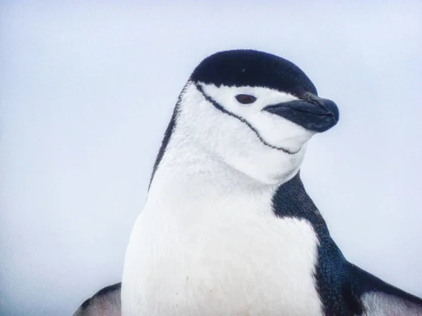 Kinnriemen Pinguin Auf Halbmond Insel Der Antarktis — Stockfoto
