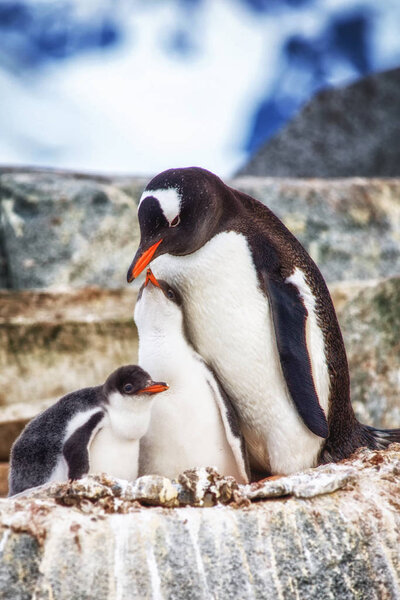 An Adult Gentoo and chicks Antarctica