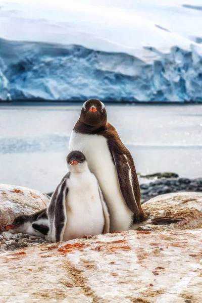 Ein Erwachsener Gentoo Und Küken Antarktis — Stockfoto
