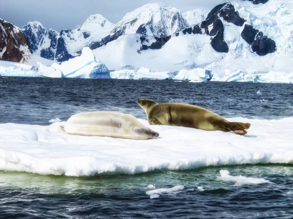 Deux Phoques Weddell Leptonychotes Weddellii Sur Glace — Photo