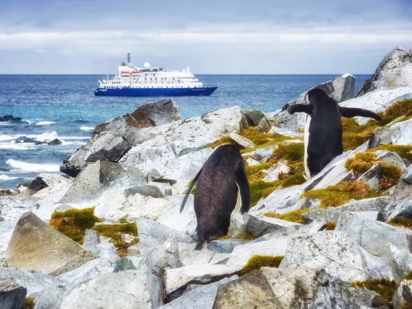 Kreuzfahrtschiff Und Kinnriemen Pinguin Pygoscelis Antarctica Der Antarktis — Stockfoto