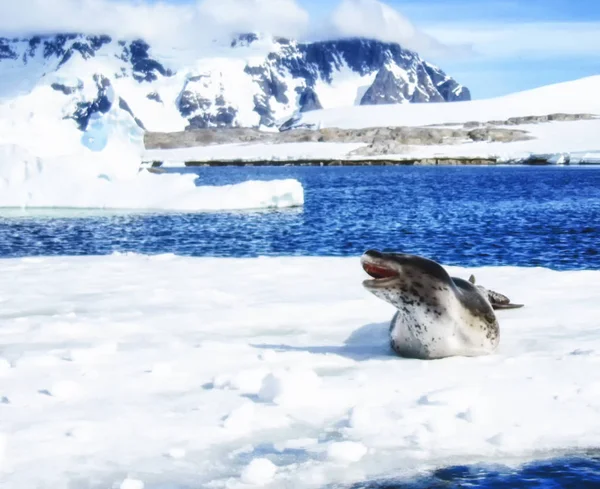 Selo Leopardo Ice Floe Antártida — Fotografia de Stock