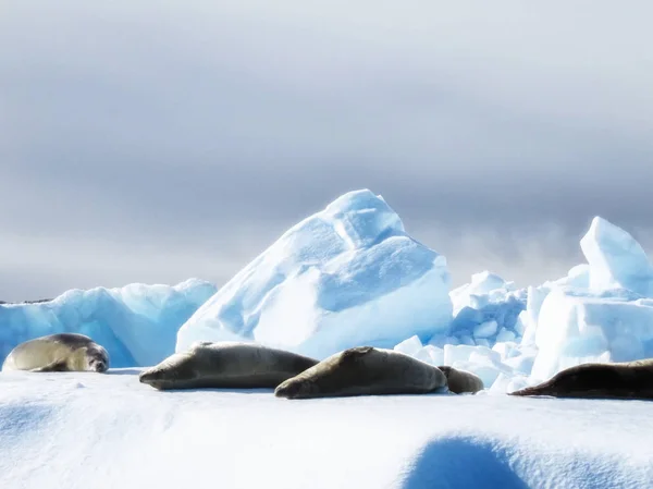 Två Weddell Seals Leptonychotes Weddellii Sola Isen — Stockfoto