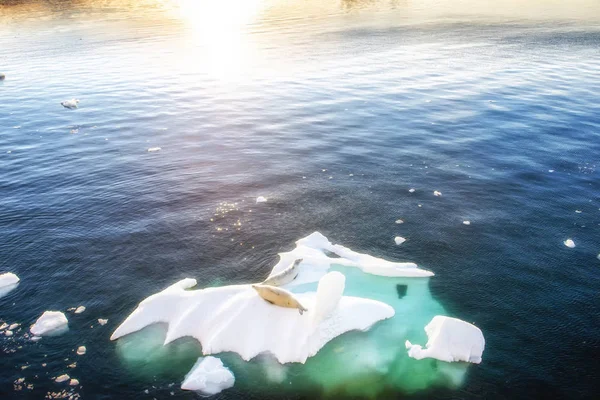 Těsnění Kolem Icefloat Antarktidě — Stock fotografie