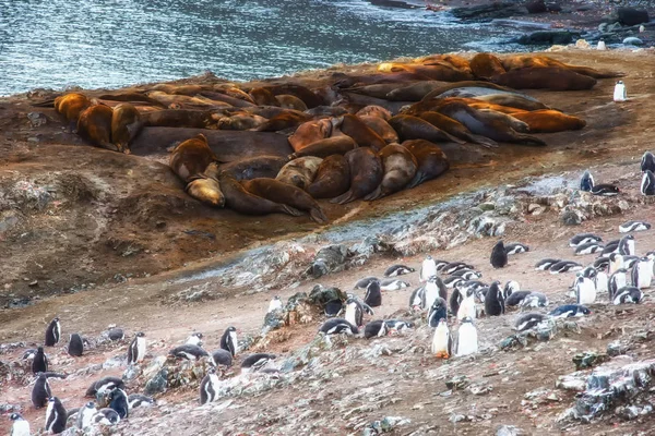 Groupe Pingouins Gentoo Pygoscelis Papua Groupe Phoques Éléphants Mirounga Leonina — Photo