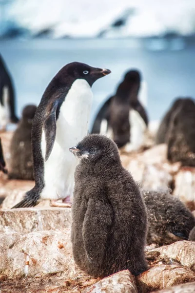 Porträt Eines Jungen Und Mausernden Adlie Pinguins — Stockfoto