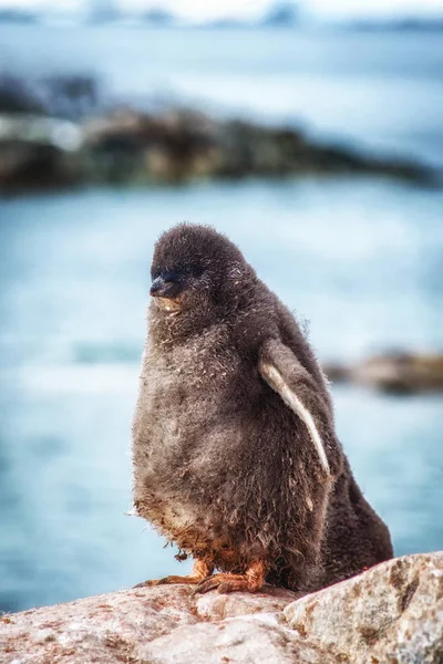 Retrato Pinguim Jovem Muda Adlie — Fotografia de Stock