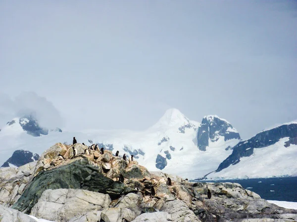 半月岛中国带企鹅殖民地 南极洲 — 图库照片