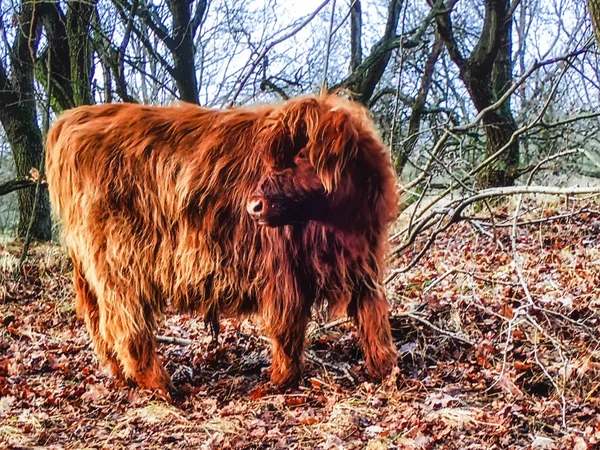 Ormanda Skoç Highlander Cow — Stok fotoğraf