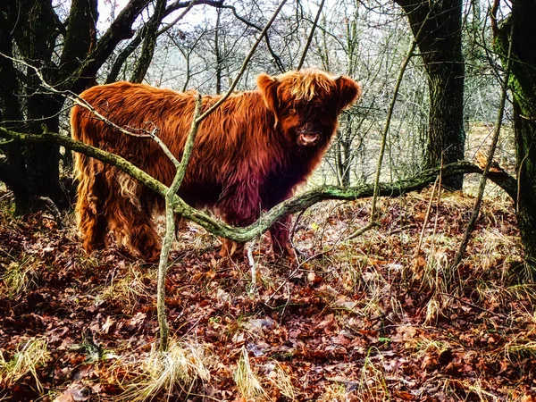 Vaca Escocesa Highlander Floresta — Fotografia de Stock